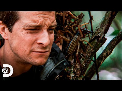 Surviving the Harsh New Zealand Forest | Man vs. Wild | Discovery Latin America