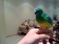 my red rumped parakeet .. part 1 - kuwait