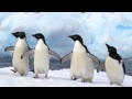 Wuzup - Fire penguin disco panda (Original mix ...