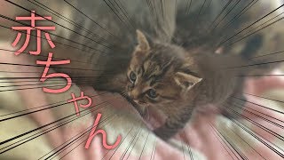 【衝撃】花ちゃんに赤ちゃんが！？