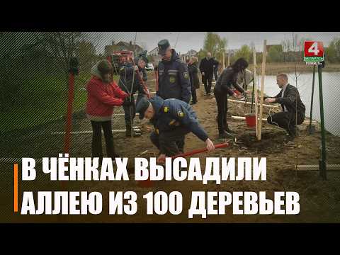 Аллею из 100 деревьев высадили в Чёнках в честь векового юбилея Гомельского района