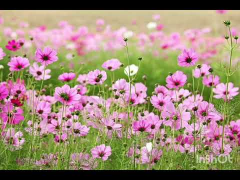 Flowers ' Guitar:Shamim Ehasan