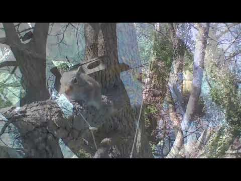 ep132 Squirrel nest - spring babies Part 8 @ April 22-24, 2020