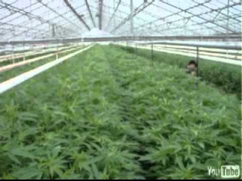 Reggaenerator - Second Part.rm