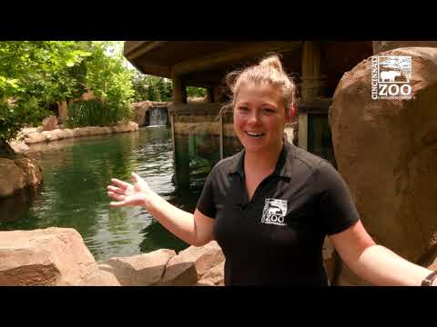 Hippo Fiona Blood Draw Training - Cincinnati Zoo
