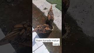 Download lagu ayamkanada makan siang#dangdut #storywa#dangdutkoplo#cover #koplo#ayambatik# #hiphopmusic#shortvideo mp3 Download lagu ayamkanada makan siang#dangdut #storywa#dangdutkoplo#cover #koplo#ayambatik# #hiphopmusic#shortvideo mp3
