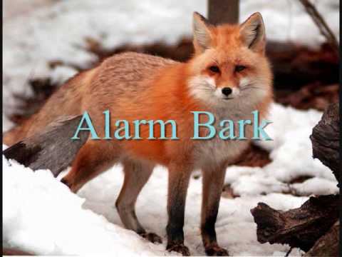 image-Why do foxes call at night?