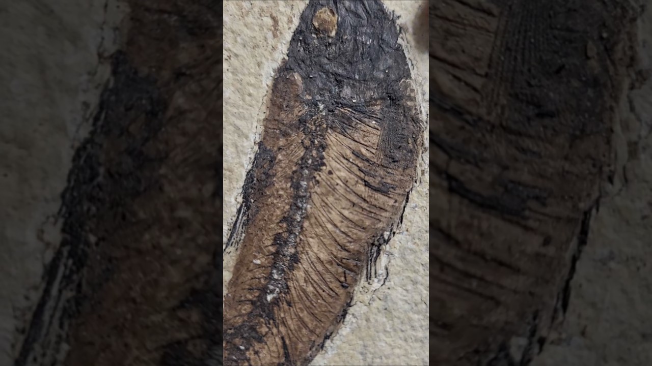 #fossil #rock Green River formation fish. 🐟🌿
