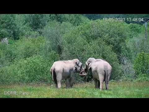 Funds for European sanctuary for retired elephants