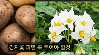 #감자 재배방법 #감자꽃 피면 꼭 주어야 할것