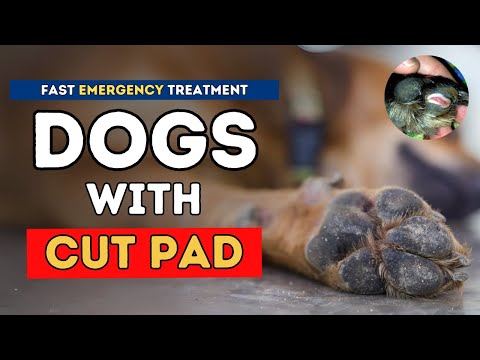 Dog With Cut Pad: Fast Emergency Treatment