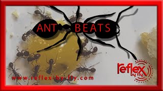 Video-Thumbnail