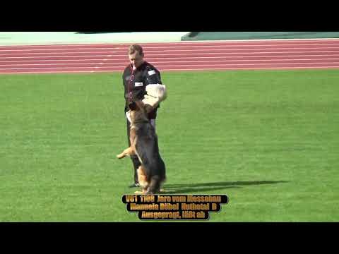 2019 SV BSZS in Nurnberg TSB V81 Jaro vom Messebau