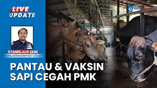 Cegah Penyakit PMK Ternak, RPH Banjarmasih Tampung 800 hingga 1000 Ekor Sapi: Semua Bersih