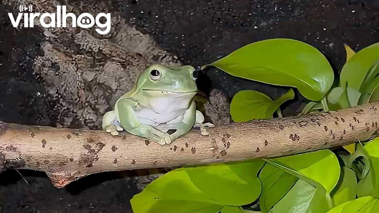 A for Effort || ViralHog