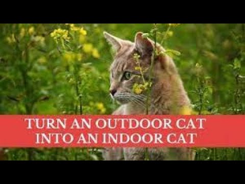 How to Change an Outdoor Cat Into an Indoor Cat