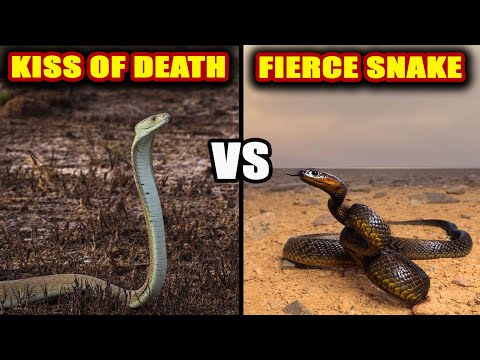 Black Mamba vs Inland Taipan: Who would Win in a Fight?