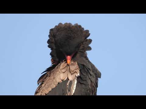 Bateleur preening itself in the sun