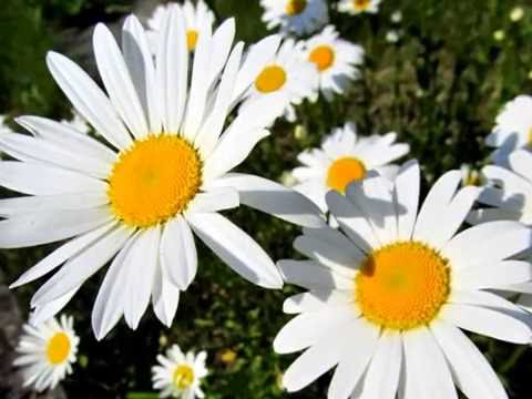 Uśmiechnij się mamo- Waldemar Kocoń