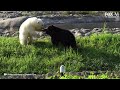 Orphaned Grizzly Bear Becomes Fast Friends With Polar Bear Cub At Detroit Zoo