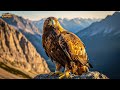 ACVILA DE MUNTE Cel Mai Necruțător Vânător Al Cerurilor Montane Documentar Despre Animale