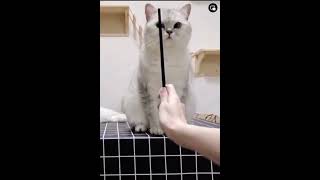 Guy makes his cat cross eyed #cat #catlovers #cats #catsallday #funny #catshirts