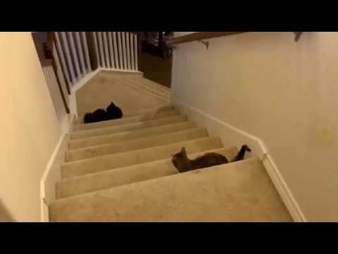How I stopped my cat from peeing on the furniture - YouTube