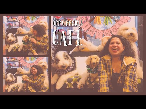 Junto com Aleng: Café com tema Poodle na cidade de Taipei, Taiwan