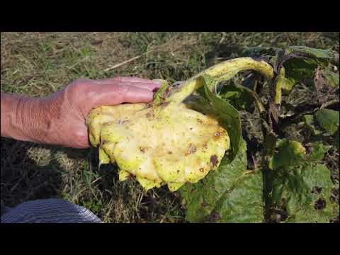ヒマワリの種の収穫: これが仕組みです 植物