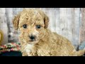 Bichpoo dogs for sale: Girl Echo - 8339 - Video 1