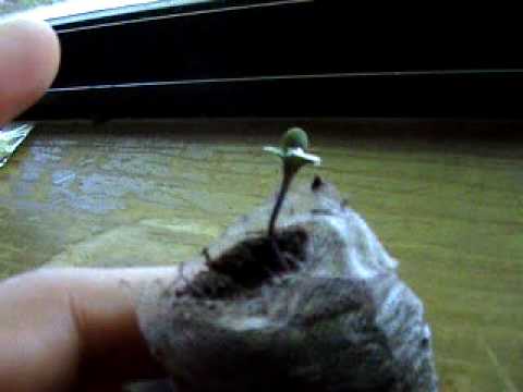 Marijuana growing part3 (help!!!!!)