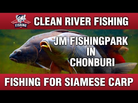 CRP256 JM Fishing Park Chonburi. Fishing for Siamese Carp with the underrated anglers!