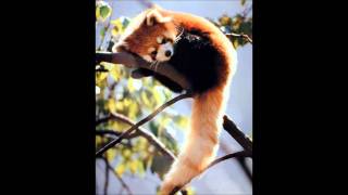 Tilly and the Wall--In Bed All Day