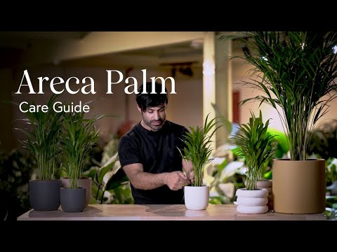 , title : 'Areca Palm Care Guide - How to Pick, Place, and Parent Your New Plant'