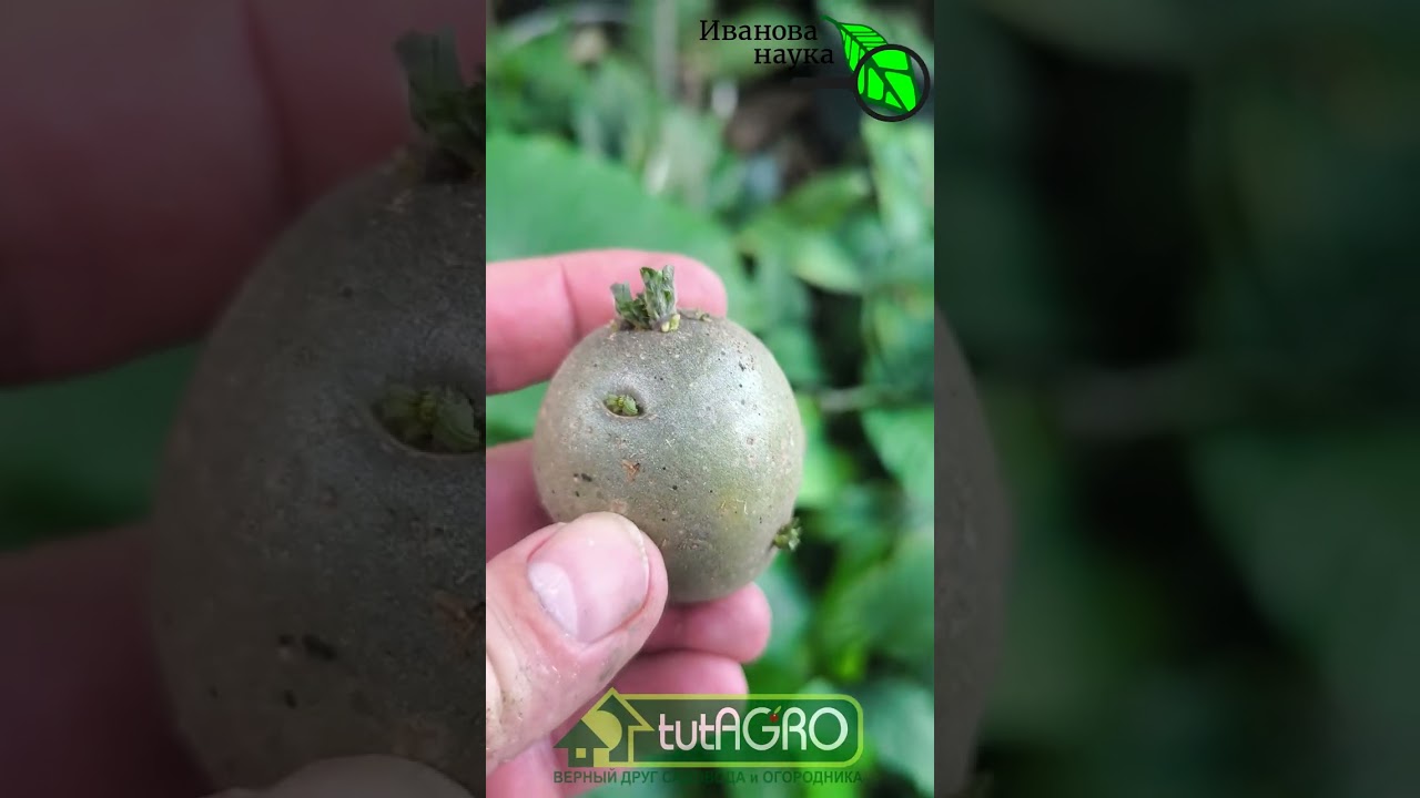 Урожай картофеля ОГРОМНЫЙ! Мощный способ домашнего оздоровления клубней.