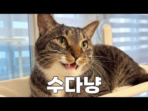 고양이가 말이 많았던 충격적인 이유...