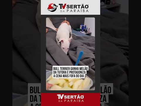 Bull terrier entra no 