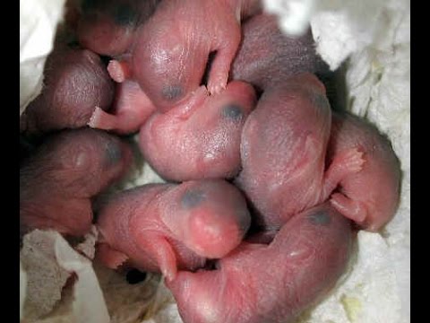 Per mantenere le articolazioni dopo 50 anni Il dolore alle costole sulla schiena quando si tossisce