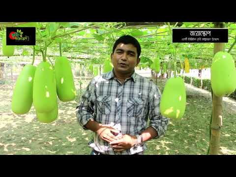 বাউল লাউ - এক লাভজনক আবাদি ফসল