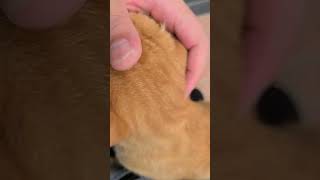 野良猫との戯れ83 #野良猫