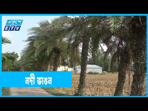 খেজুর গাছ রোপনে সম্ভব নদী ভাঙ্গন রোধ