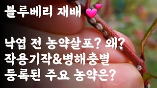 블루베리 재배 