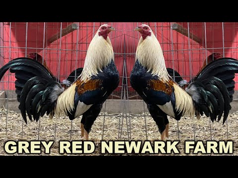 Grey Asil Yellow Leg Hatch RED NEWARK FARM - Beautiful Birds Farm Visit