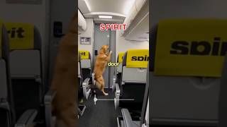 Download lagu Dog SAVES Spirit Flight from Disaster 😳 mp3