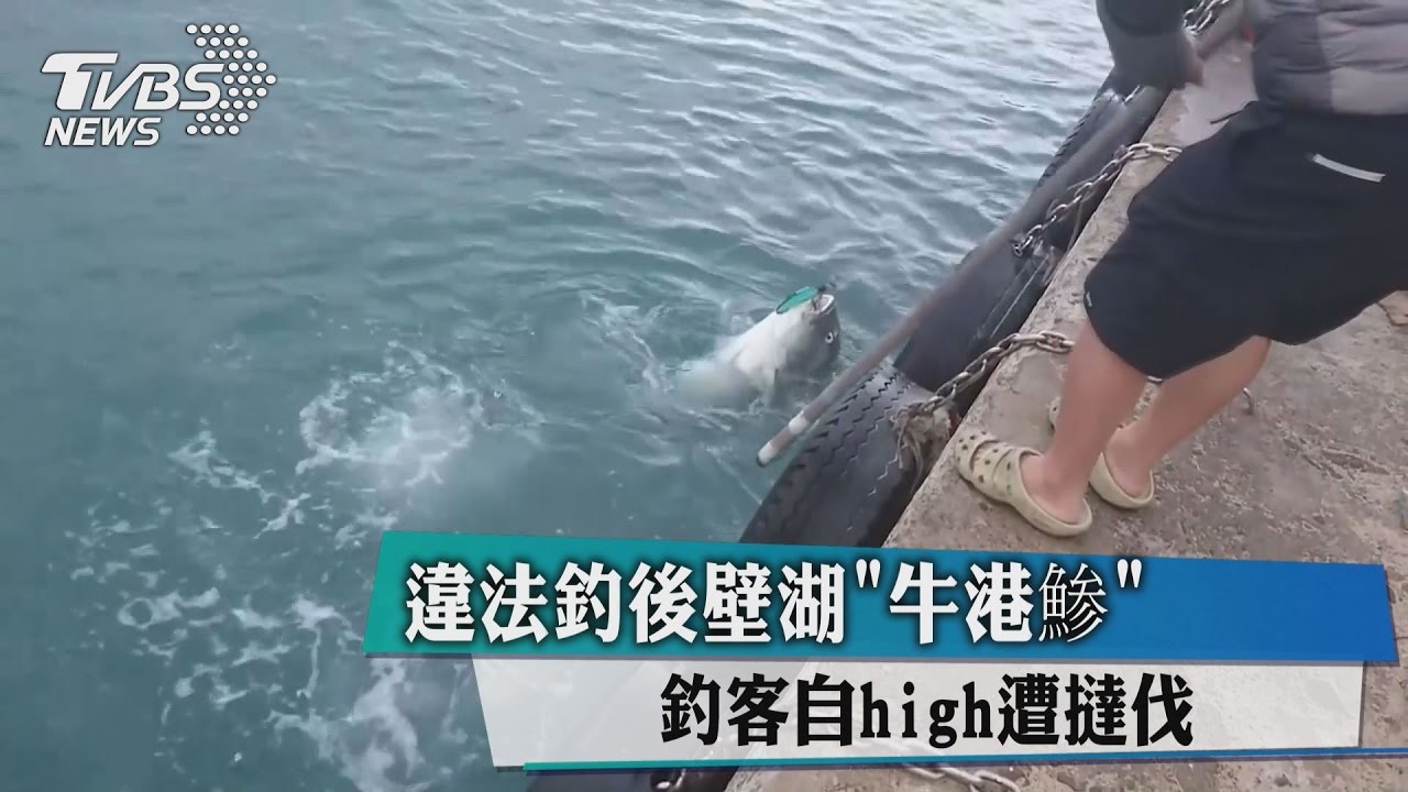 違法釣後壁湖「牛港鯵」　釣客自high遭躂伐