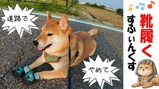 靴を履いていちろう先輩に遭遇 #犬のいる暮らし #柴犬