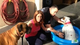 Aftershow: Wayde and Brett Let the Dogs Out | Tanked