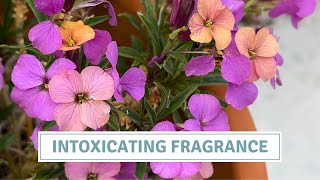 How To Sow Wallflowers And Dame’s Rocket // Cottoverdi