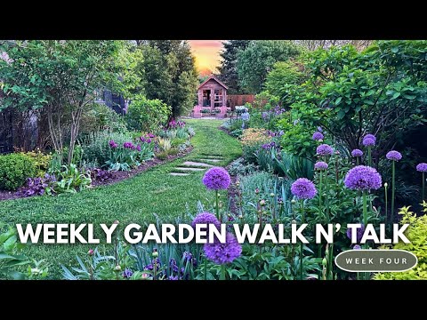 Weekly Garden Tour / Alliums, Bearded Iris, Late Tulips, Lilacs, Geums, Azalea, Repetition Plantings