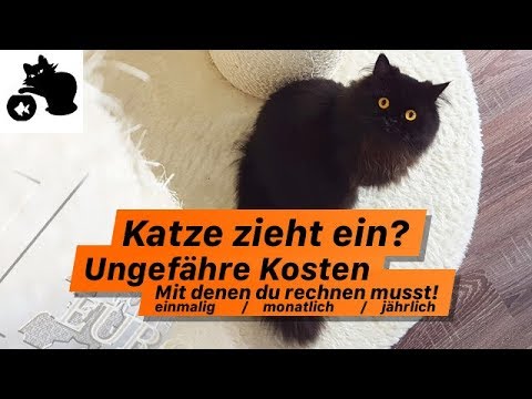 Schmerzen im Bereich der Lendenwirbelsäule gibt auf der linken Seite nach oben Ärzte auf Gelenke und Knochen in Mytischtschi